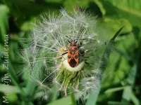 Kaneelglasvleugelwants [Corizus hyoscyami]